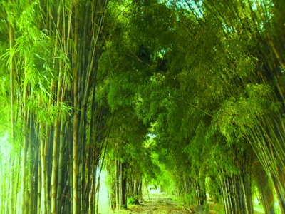 10 Gambar Hutan Bambu Keputih Surabaya Harga Tiket Masuk 
